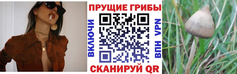 наркотики Сретенск Псилоцибиновые грибы Magic Shrooms